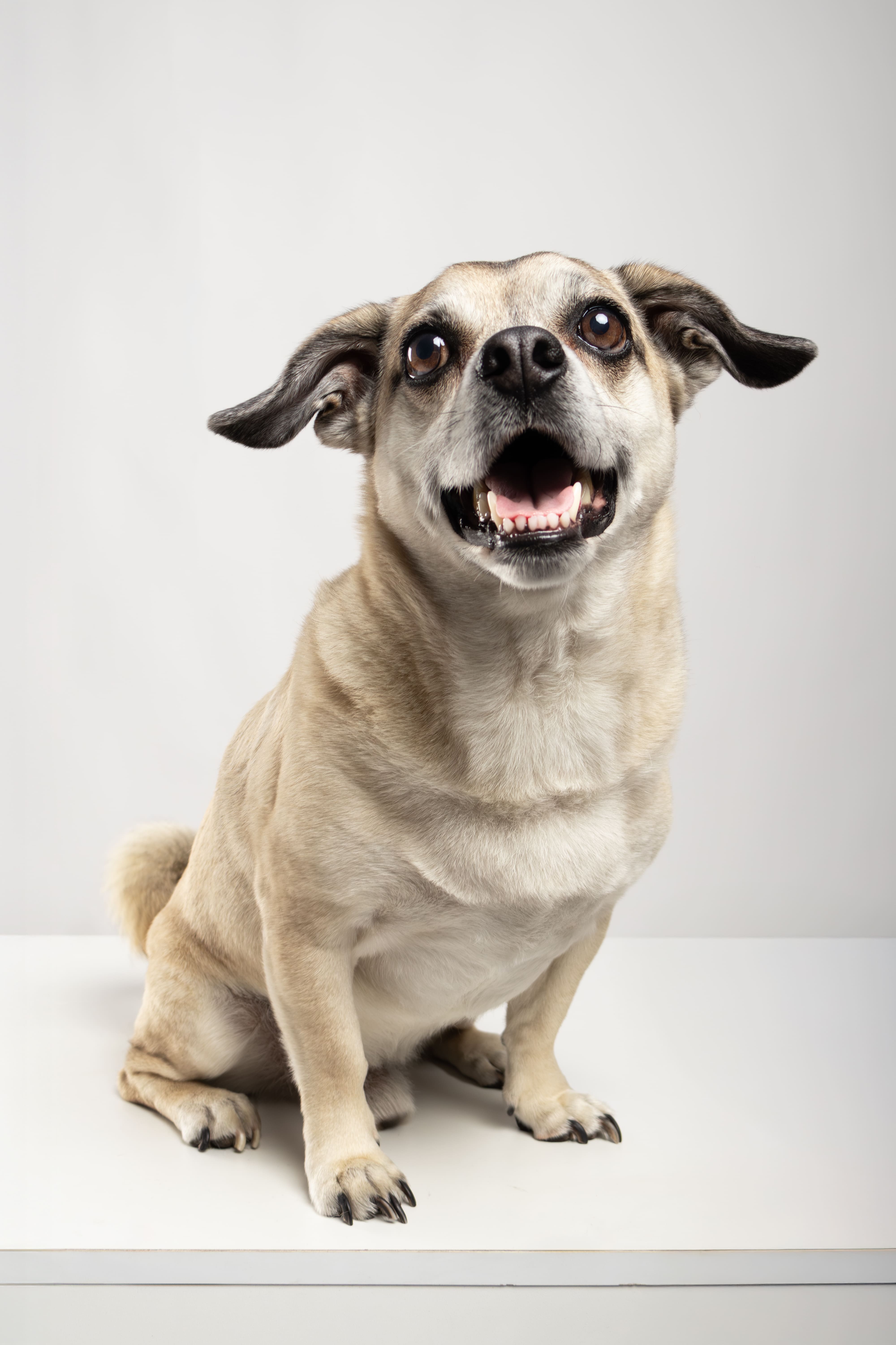 Fotografía de mascotas en Guadalajara